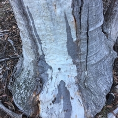 Eucalyptus rossii at Crowther, NSW - 30 Jun 2025 04:12 PM