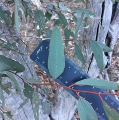 Eucalyptus rossii at Crowther, NSW - 30 Jun 2025 04:12 PM