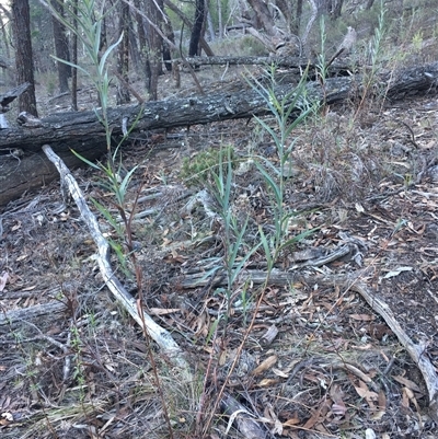 Stypandra glauca (Nodding Blue Lily) at Crowther, NSW - Yesterday by Frecko