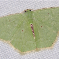 Metallochlora militaris (An Emerald moth (Geometrinae) at Abergowrie, QLD - 20 Oct 2008 by PJH123