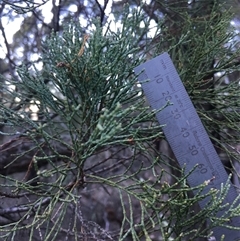 Callitris endlicheri (Black Cypress Pine) at Crowther, NSW - Yesterday by Frecko