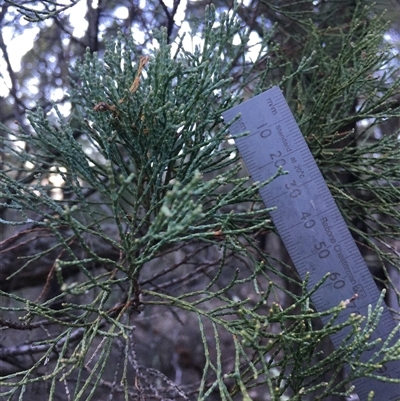 Callitris endlicheri (Black Cypress Pine) at Crowther, NSW - Yesterday by Frecko