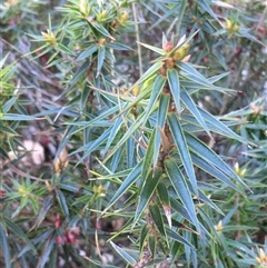 Melichrus erubescens (Ruby Urn Heath) at Crowther, NSW - Yesterday by Frecko