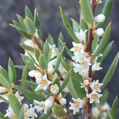 Monotoca scoparia (Broom Heath) at Crowther, NSW - Yesterday by Frecko