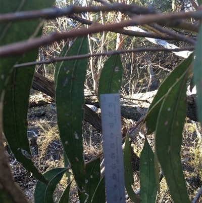 Eucalyptus goniocalyx (Bundy Box) at Crowther, NSW - Yesterday by Frecko