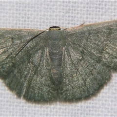 Symmacra solidaria (A Geometrid moth (Sterrhinae) at Abergowrie, QLD - 20 Oct 2008 by PJH123