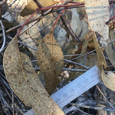 Eucalyptus goniocalyx (Bundy Box) at Crowther, NSW - 30 Jun 2025 by Frecko