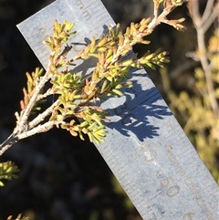 Calytrix tetragona (Common Fringe-myrtle) at Crowther, NSW - Yesterday by Frecko