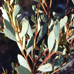 Acacia buxifolia subsp. buxifolia (Box-leaf Wattle) at Crowther, NSW - Yesterday by Frecko