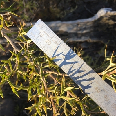 Grevillea ramosissima subsp. ramosissima (Fan Grevillea) at Crowther, NSW - Yesterday by Frecko