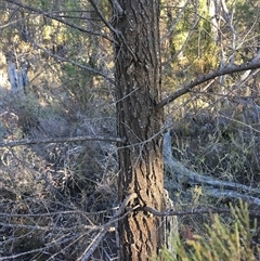 Callitris endlicheri (Black Cypress Pine) at Crowther, NSW - Yesterday by Frecko