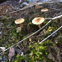 Unverified Fungus at Crowther, NSW - 30 Jun 2025 by Frecko