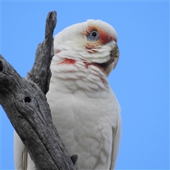 Cacatua sanguinea at Kambah, ACT - 30 Jun 2025 by HelenCross