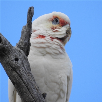 Cacatua sanguinea at Kambah, ACT - 30 Jun 2025 by HelenCross
