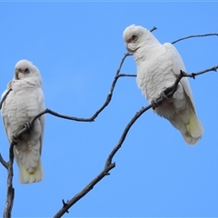 Cacatua sanguinea (Little Corella) at Kambah, ACT - 30 Jun 2025 by HelenCross