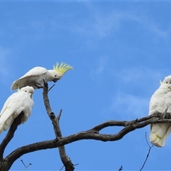 Cacatua galerita (Sulphur-crested Cockatoo) at Kambah, ACT - 30 Jun 2025 by HelenCross