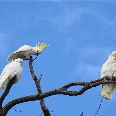 Cacatua galerita (Sulphur-crested Cockatoo) at Kambah, ACT - 30 Jun 2025 by HelenCross