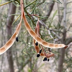 Acacia genistifolia (Early Wattle) at Bevendale, NSW - 9 Dec 2024 by JaneR