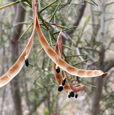 Acacia genistifolia (Early Wattle) at Bevendale, NSW - 9 Dec 2024 by JaneR