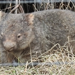 Vombatus ursinus (Bare-nosed Wombat) at Kambah, ACT - 30 Jun 2025 by HelenCross