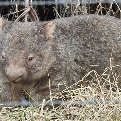 Vombatus ursinus (Bare-nosed Wombat) at Kambah, ACT - 30 Jun 2025 by HelenCross