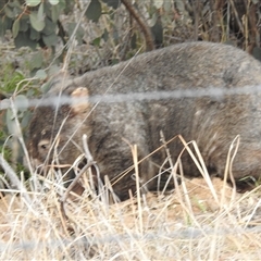 Vombatus ursinus at Kambah, ACT - 30 Jun 2025 02:13 PM