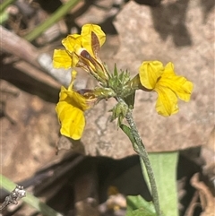 Goodenia bellidifolia subsp. bellidifolia (Daisy Goodenia) at Bevendale, NSW - 9 Dec 2024 by JaneR