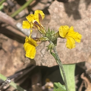 Goodenia bellidifolia subsp. bellidifolia (Daisy Goodenia) at Bevendale, NSW - 9 Dec 2024 by JaneR