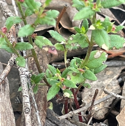 Gonocarpus tetragynus (Common Raspwort) at Bevendale, NSW - 9 Dec 2024 by JaneR