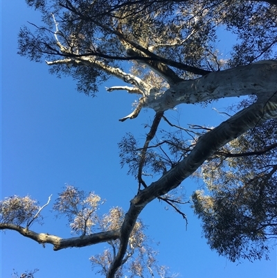Eucalyptus rossii (Inland Scribbly Gum) at Crowther, NSW - 30 Jun 2025 by Frecko