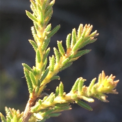 Calytrix tetragona (Common Fringe-myrtle) at Crowther, NSW - 30 Jun 2025 by Frecko
