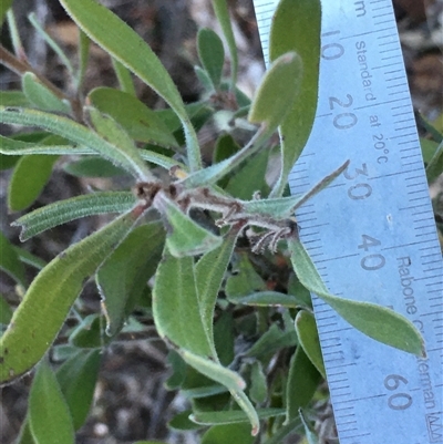 Persoonia sericea (Silky Geebung) at Crowther, NSW - 30 Jun 2025 by Frecko