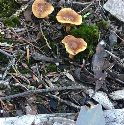 Unverified Fungus at Crowther, NSW - 30 Jun 2025 by Frecko
