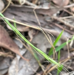 Microlaena stipoides (Weeping Grass) at Bevendale, NSW - 9 Dec 2024 by JaneR