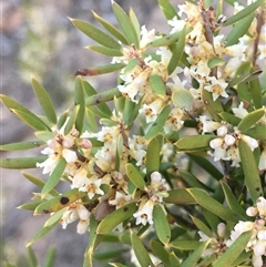 Monotoca scoparia (Broom Heath) at Crowther, NSW - 30 Jun 2025 by Frecko