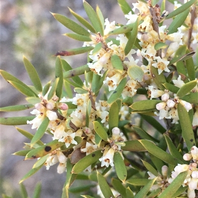 Monotoca scoparia (Broom Heath) at Crowther, NSW - 30 Jun 2025 by Frecko