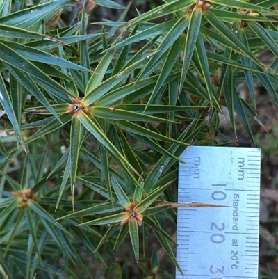 Melichrus erubescens (Ruby Urn Heath) at Crowther, NSW - Yesterday by Frecko