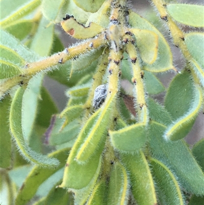 Acacia vestita (Hairy Wattle) at Crowther, NSW - Yesterday by Frecko