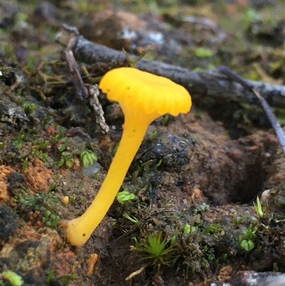 Lichenomphalia chromacea (Yellow Navel) at Crowther, NSW - 30 Jun 2025 by Frecko