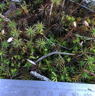 Unverified Lichen, Moss or other Bryophyte at Crowther, NSW - 30 Jun 2025 by Frecko
