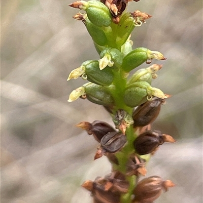 Microtis sp. (Onion Orchid) at Bevendale, NSW - 9 Dec 2024 by JaneR