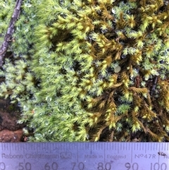 Unverified Lichen, Moss or other Bryophyte at Crowther, NSW - 30 Jun 2025 by Frecko
