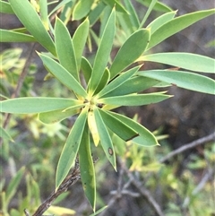 Styphelia triflora (Five-corners) at Crowther, NSW - Yesterday by Frecko
