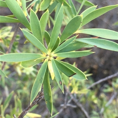 Styphelia triflora (Five-corners) at Crowther, NSW - Yesterday by Frecko
