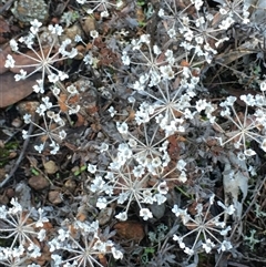 Pomax umbellata (A Pomax) at Crowther, NSW - Yesterday by Frecko