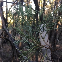 Callitris endlicheri (Black Cypress Pine) at Crowther, NSW - Yesterday by Frecko