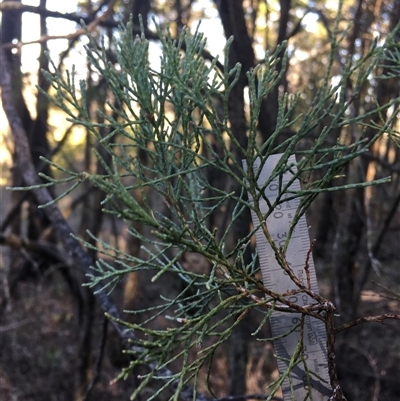 Callitris endlicheri (Black Cypress Pine) at Crowther, NSW - Yesterday by Frecko