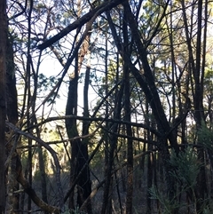 Callitris endlicheri at Crowther, NSW - 30 Jun 2025 02:16 PM
