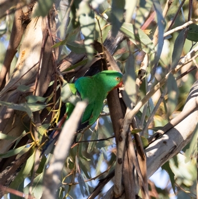 Lathamus discolor (Swift Parrot) at Mount Annan, NSW - Today by MandyandScott
