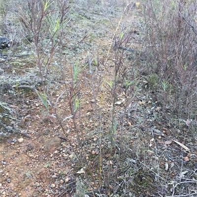 Stypandra glauca (Nodding Blue Lily) at Crowther, NSW - Yesterday by Frecko
